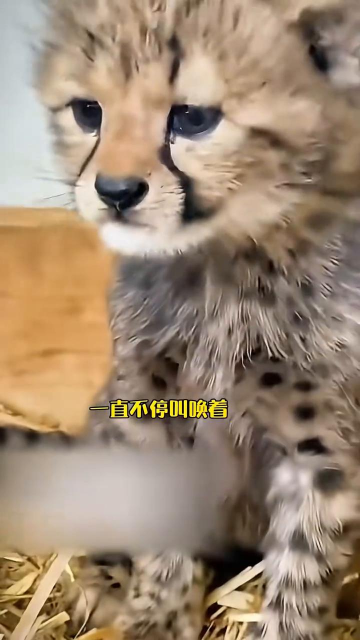 护林员巡逻时救助了只被遗弃的小幼崽，多年后再见到恩人时一眼认出激动相拥。可怜的
