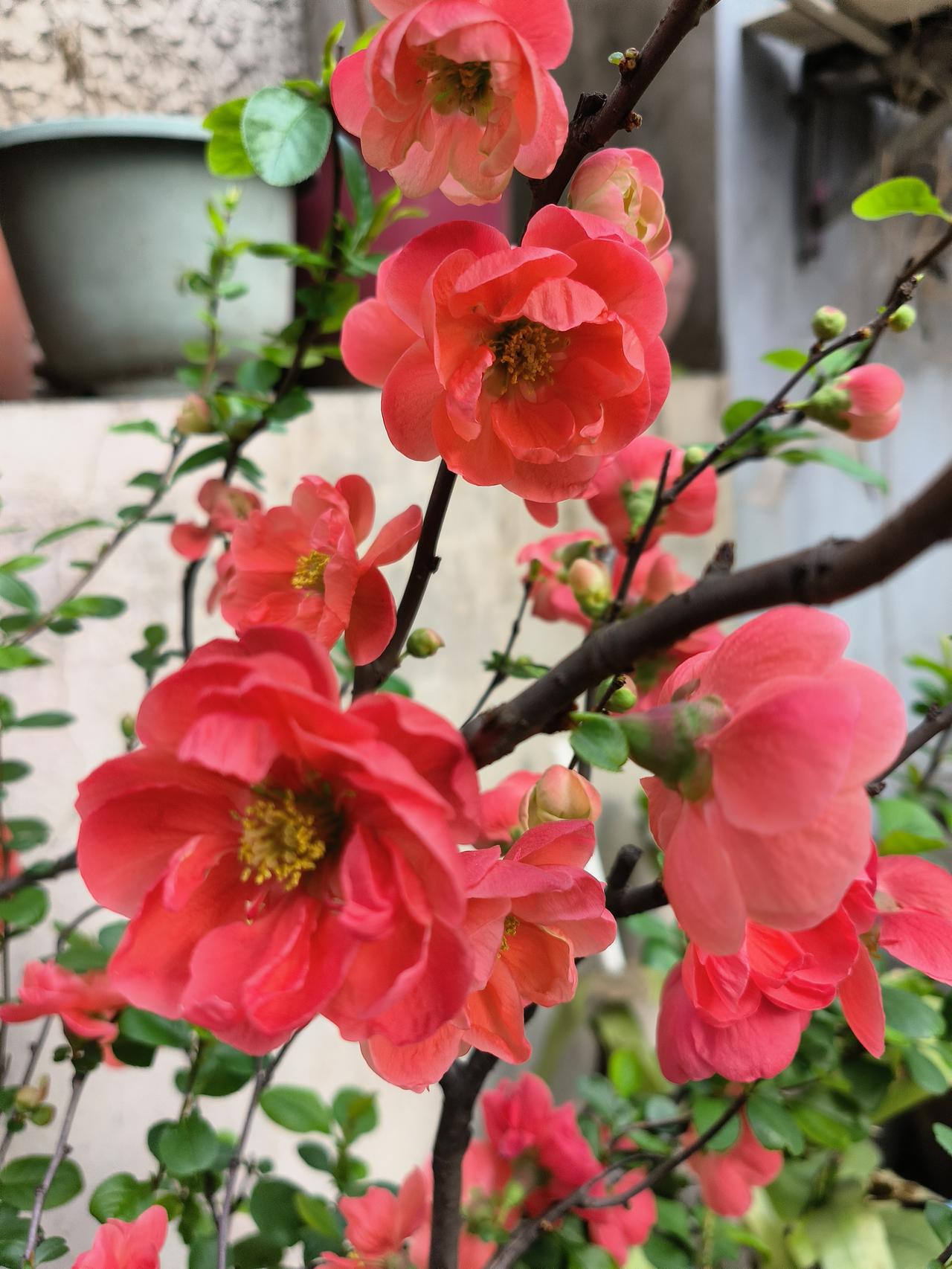 去年的3月23号鲁迅公园赏樱花🌸随手拍实景图分享！也是听说那里有个最美