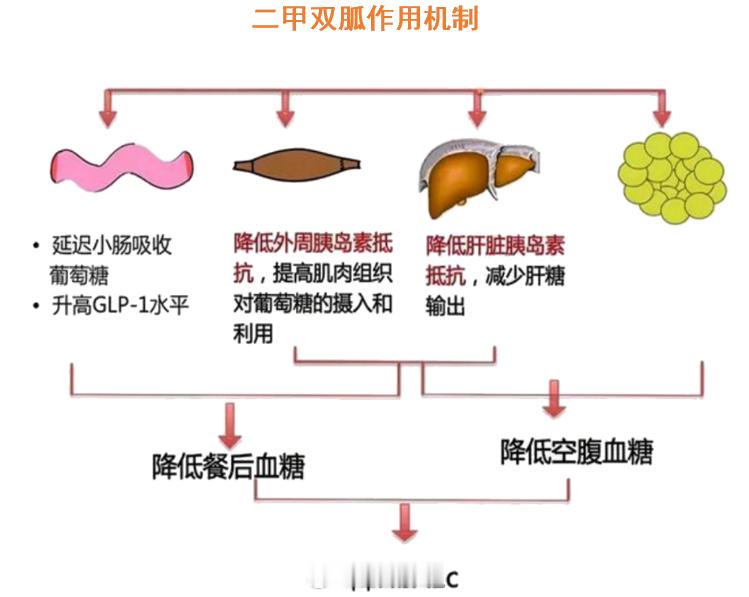 神奇的二甲双胍二甲双胍主要通过“三重作用”来降低血糖：最核心的一步是精准作用于