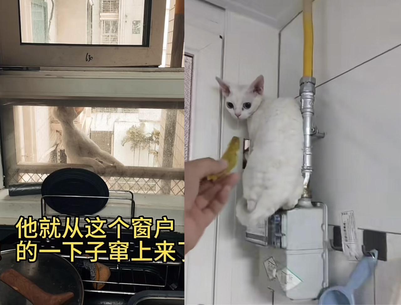 我家的黑白猫又一次尿湿了沙发，我气的把它带到楼下的广场扔了它，告诉它你去流浪吧，