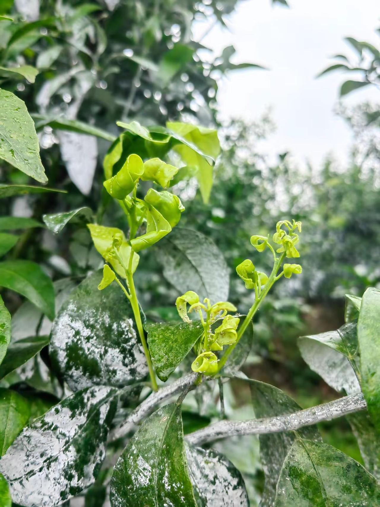 巡园发现，夏梢出来了好多我们要警惕蚜虫带来的次生危害-煤烟病：蚜虫分泌的蜜露