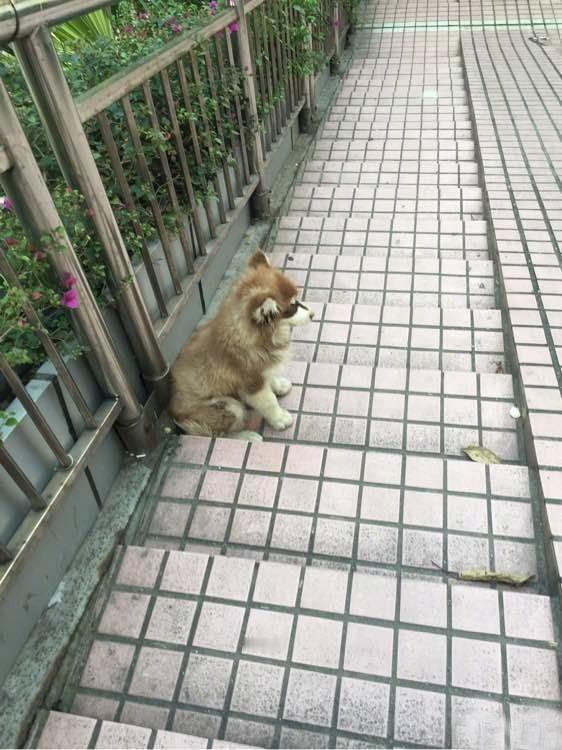 路上碰到一只流浪狗，坐在路边无精打采的，不知道是不是生病了，遇到这样的情况，该怎