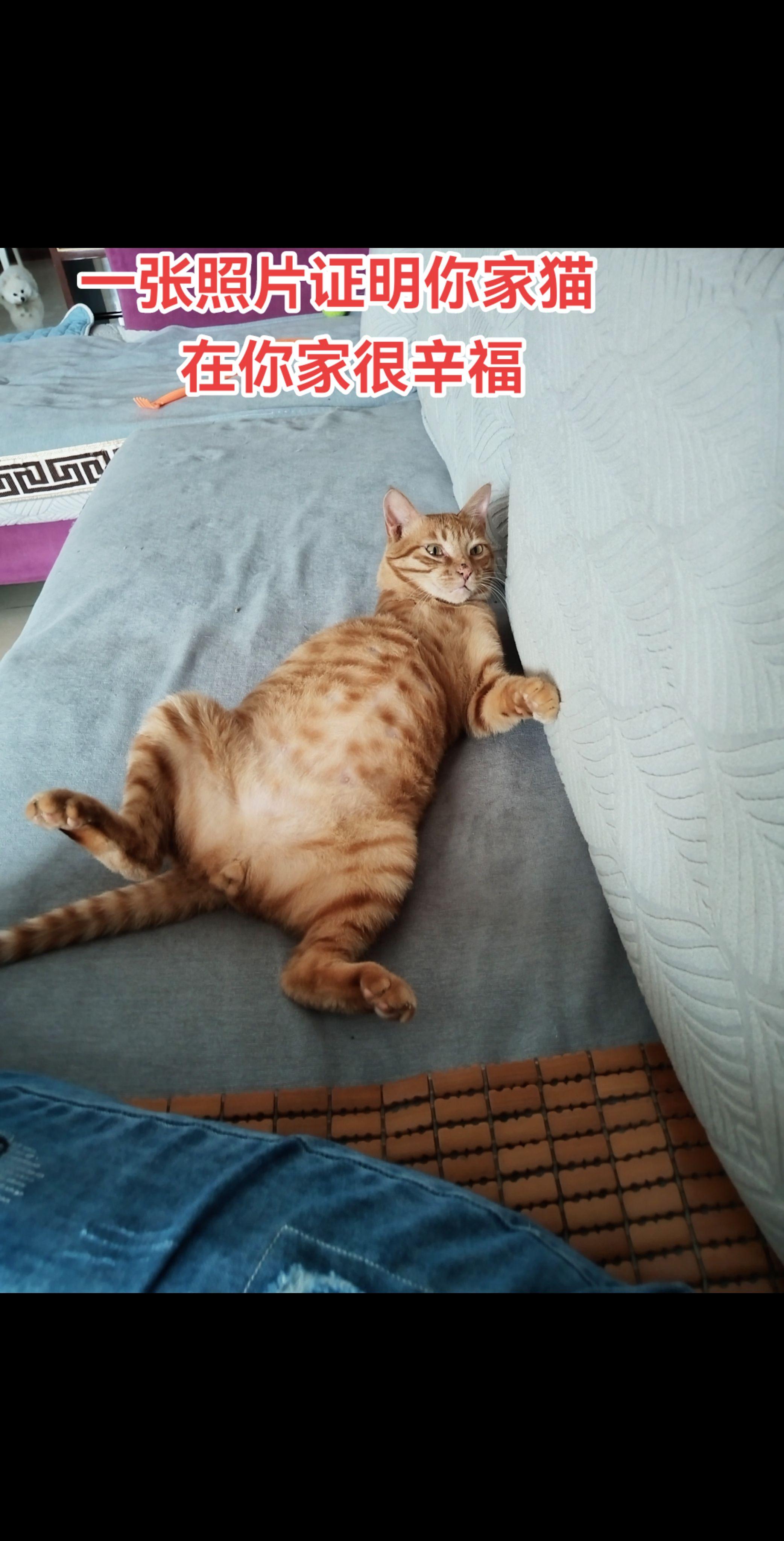 你家猫今天乖吗？猫咪日常
