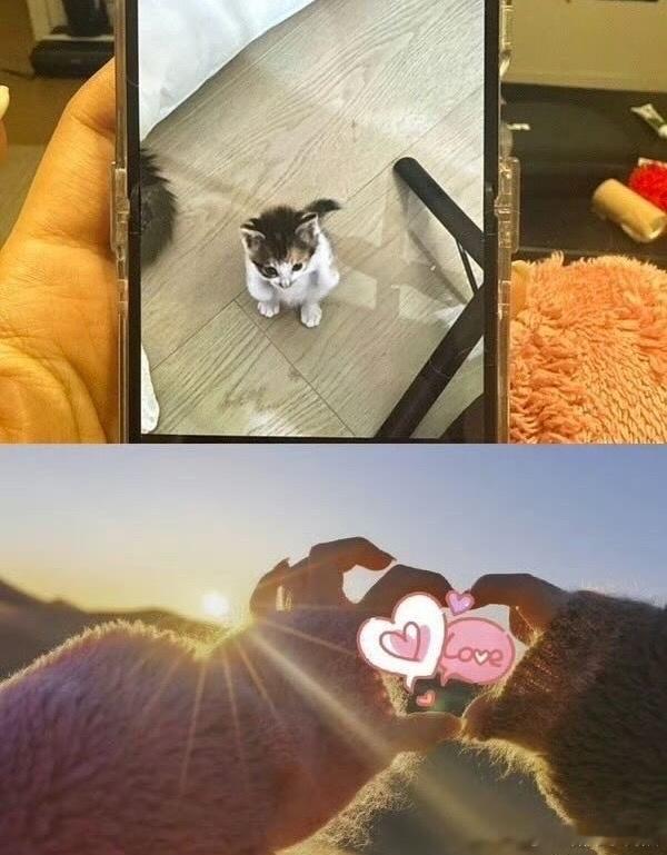 邱鼎杰小猫寄养这件事弄简你有什么头绪吗？我看到这两张图真的好无语…你别让我知道