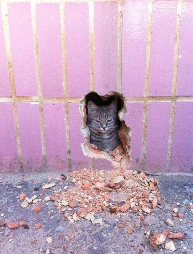 猫咪的小窝，连耳朵的位置都挖出来了