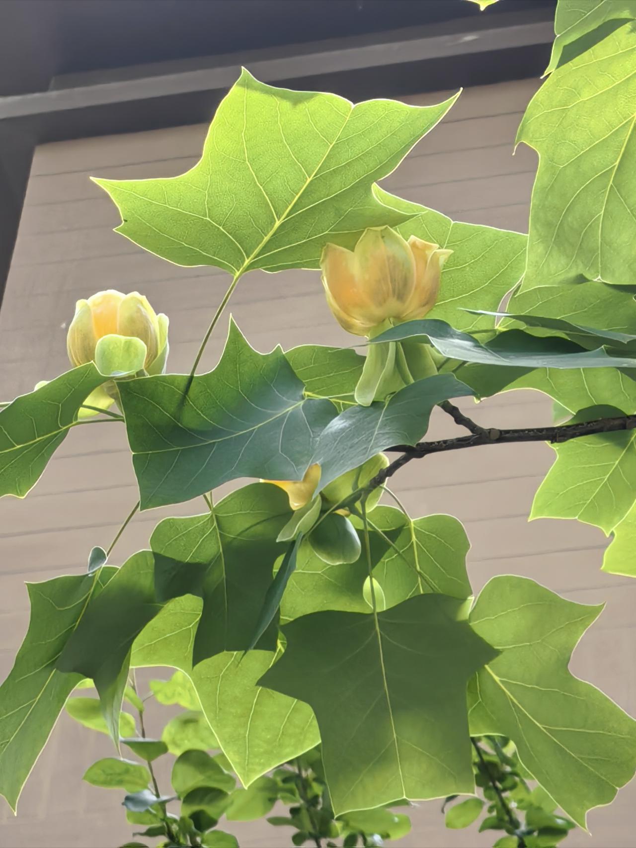 鹅掌楸居然会开花🌼？太神奇了！我认识这种树叫鹅掌楸，树叶很奇特，像断了一截