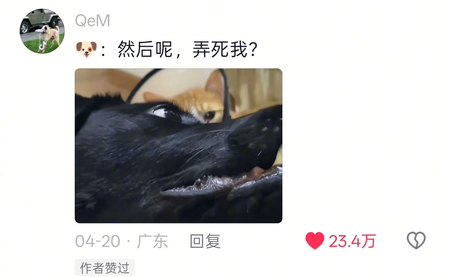 面对病号重尾出击，拉布拉多那点小心思可太好猜了～