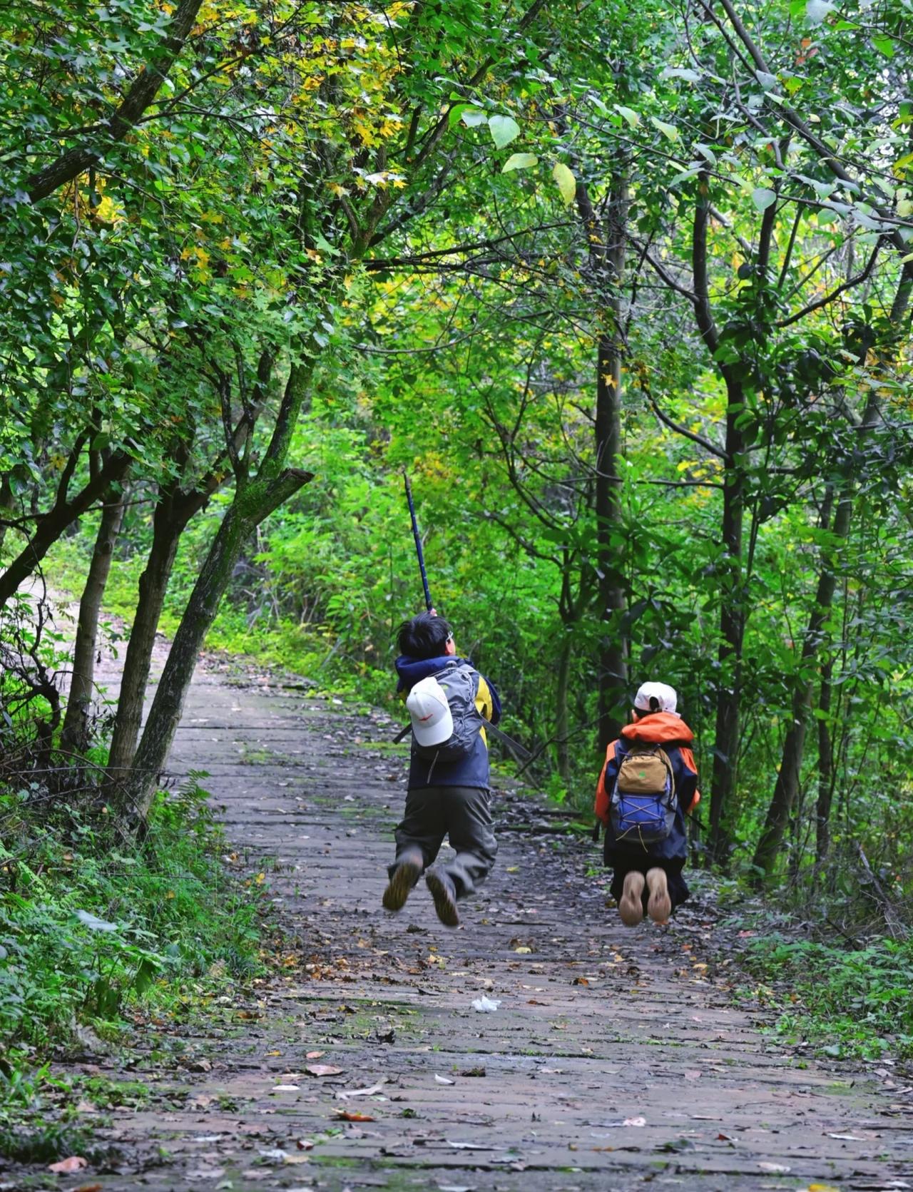 🚌公交🚇可达|🌲绿野仙踪魔幻森林~成都仰天窝魔幻森林是一片桉树林，树木高