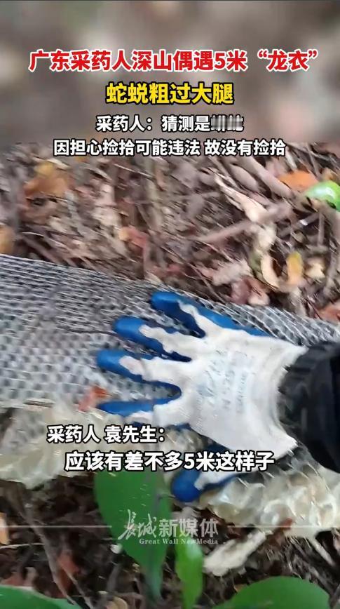 “开眼界了！”12月2日，广东阳江，一男子在山上采药时，突然发现不远处有一条白白