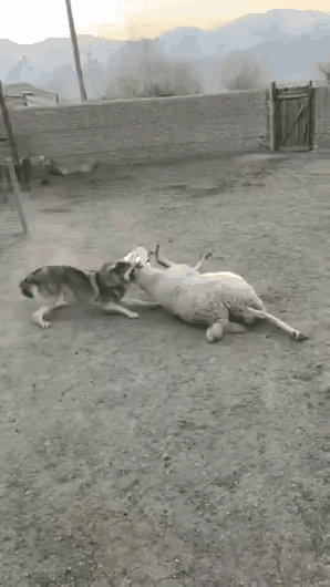 俄罗斯大妈自从看了中国动画片后，知道了狼最怕平底锅。大妈养了几只羊，平常经常被狼