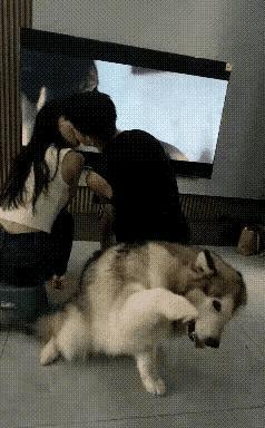 从未见过如此厚颜无耻之人，狗都看不下去了。