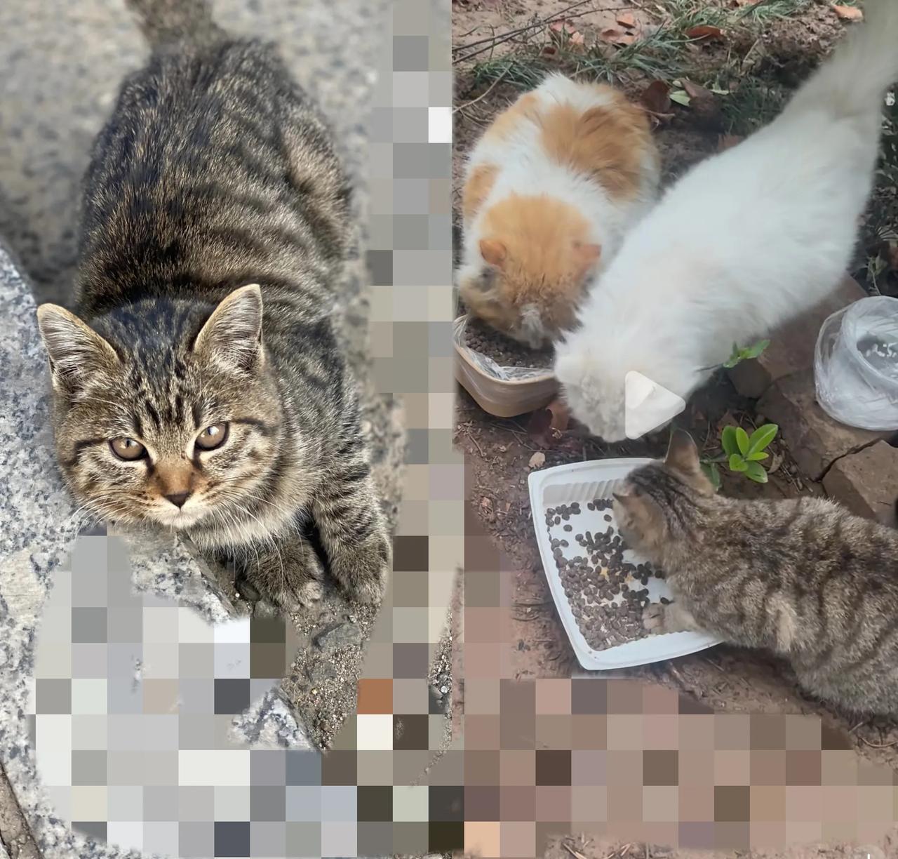 街角那只残疾的流浪猫，最近成了小姐姐的心头肉。第一次撞见它