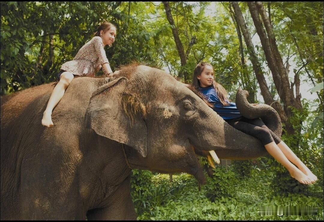 太好哭！德国科学家与中国妻子的雨林传奇！在云南西双版纳，有个震撼人心的奇迹