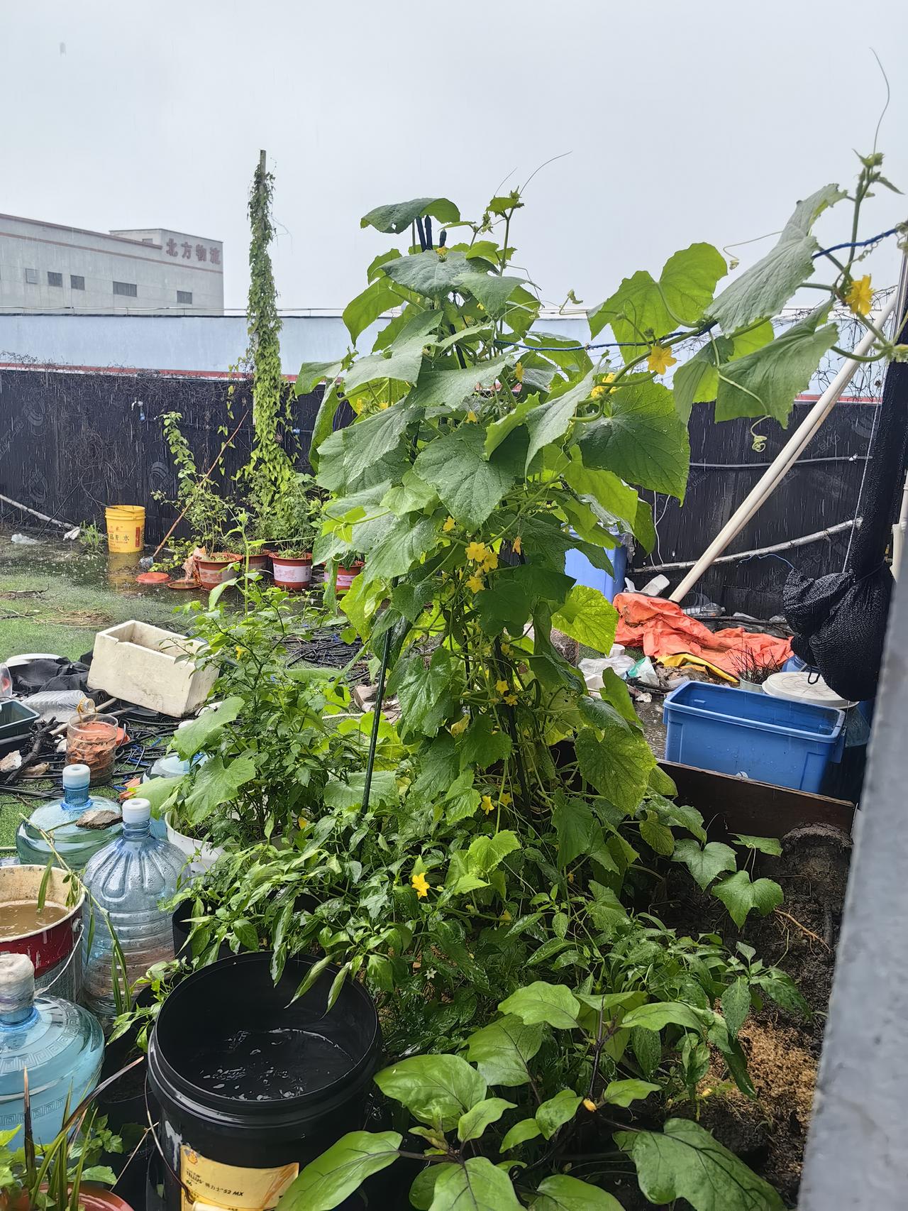 对植物来说，暴雨是大餐，当然，这些雨水要能够及时排得掉。你们说呢