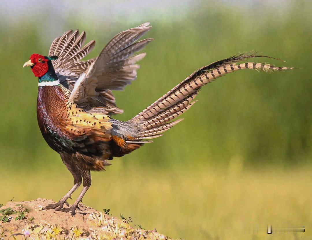 英国被6000万只野鸡逼疯，为了消灭野鸡，政府甚至发出悬赏：杀一只奖励20英镑，