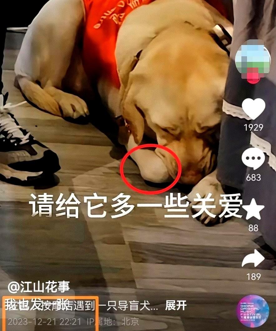 芬迪的主人王营营不明白，大家生气的到底是什么？王营营却带一只工作导盲犬犬夜爬泰