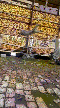 看这个猫咪抓麻雀的视频，是放慢了速度才看清的全过程。这一下就想到了我家那只，平时