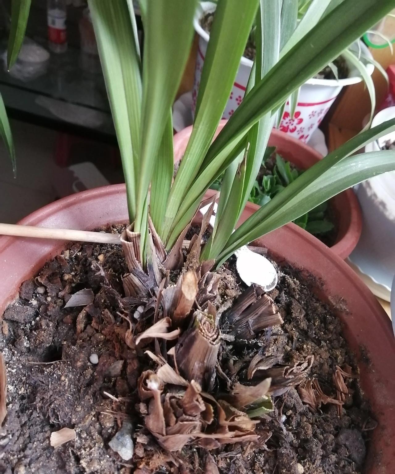 救救我家兰花！家里的兰花，不知道为什么最近都烂了，是从叶子根部开始发黑慢慢的枯
