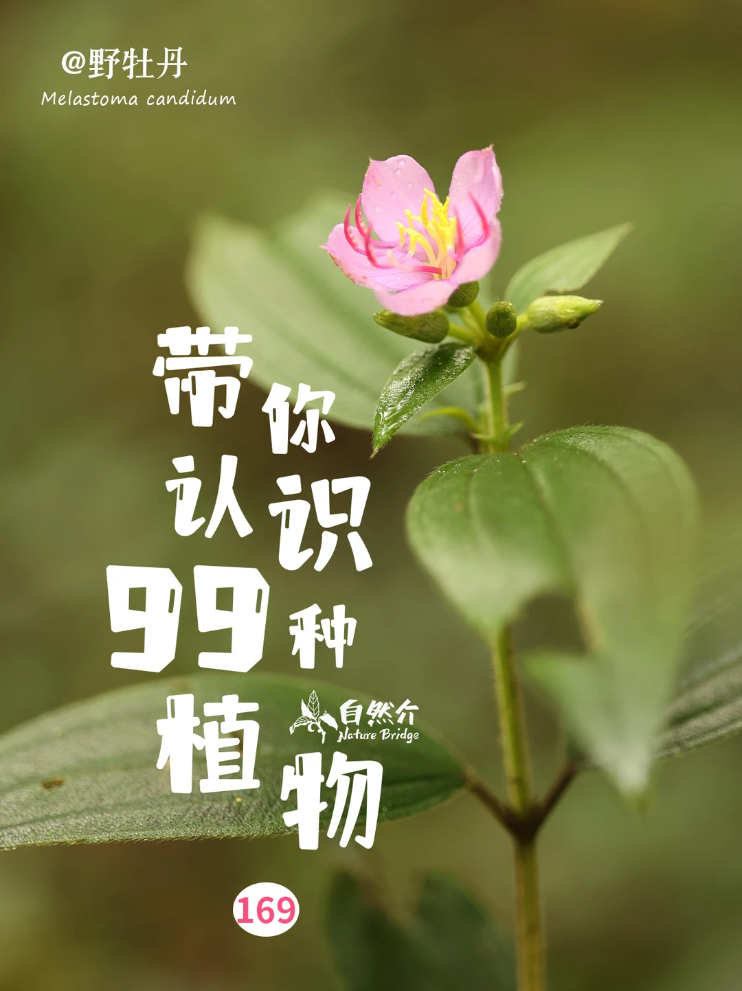 带你认识99种植物