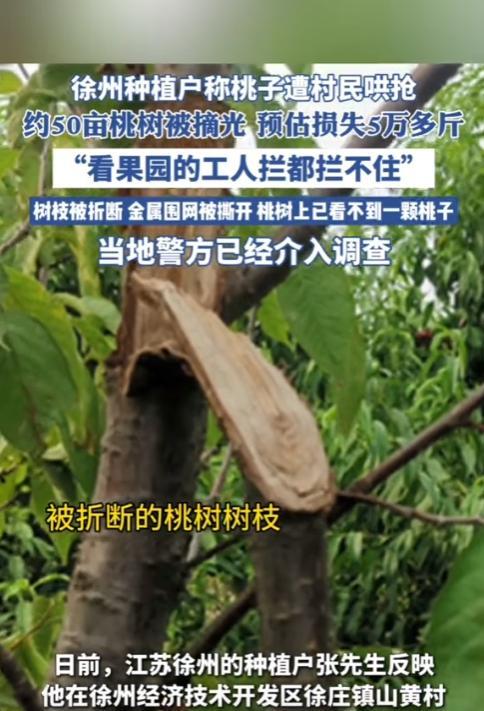 江苏徐州，一男子在某村承包1800多亩山地搞生态种植，最近有500亩桃树成熟了。