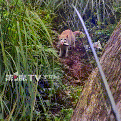 钓鱼佬竟遭遇“打劫”猫？男子和朋友去钓鱼时，一只半岁左右的橘猫蹲在旁边，好似在