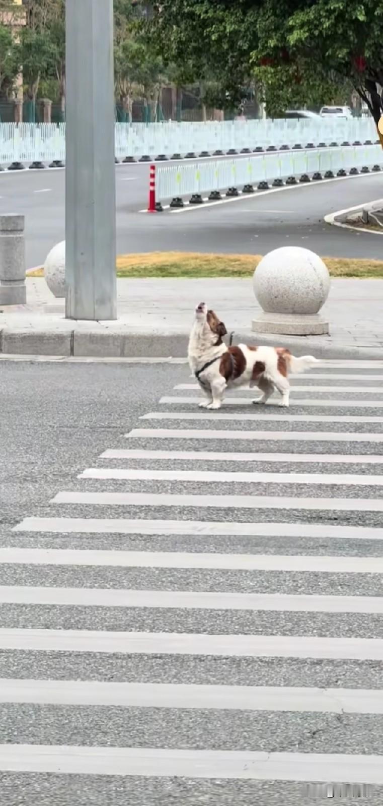 被主人遗弃在大街上的比熊，四处寻觅主人无果。它伫立在斑马线上，仰头长嚎，发出如男