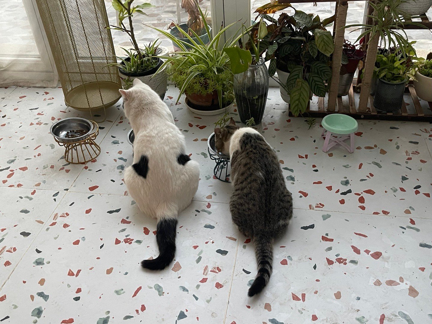 好好养宠的一年2025年这一年，我的猫咪小食堂客人越来越多了。等着他们来吃饭犹如