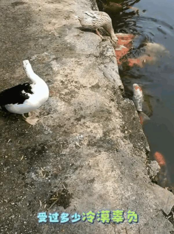 “这鸭子难道成精了？”浙江一名男子给自家鸡鸭喂食时，意外发现其中一只鸭子格外反常