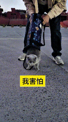 帅哥带自家蓝猫去海边耍，小家伙还是头一回出门，胆子小得不得了。一被从猫包放出来