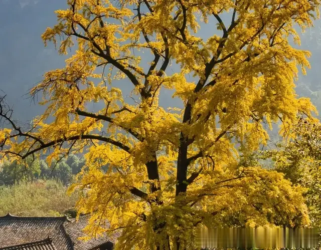 这个春节来四川眉山感受山野梦境! 告别人山人海, 寻找岁月的痕迹