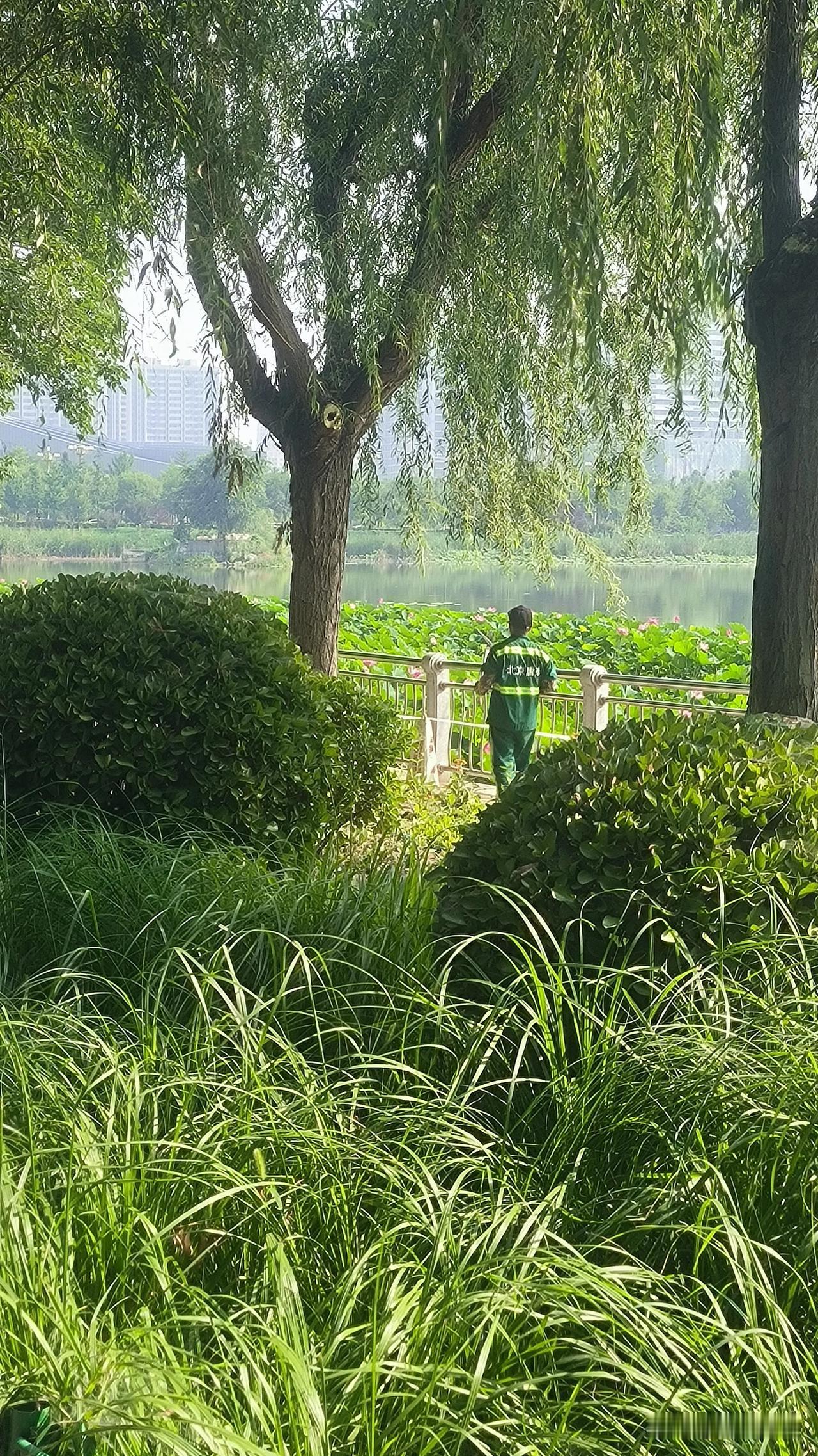游保定东湖公园，偶遇“北京天工”园丁有感东湖公园南园荷花淀旁，芳草萋萋，垂柳