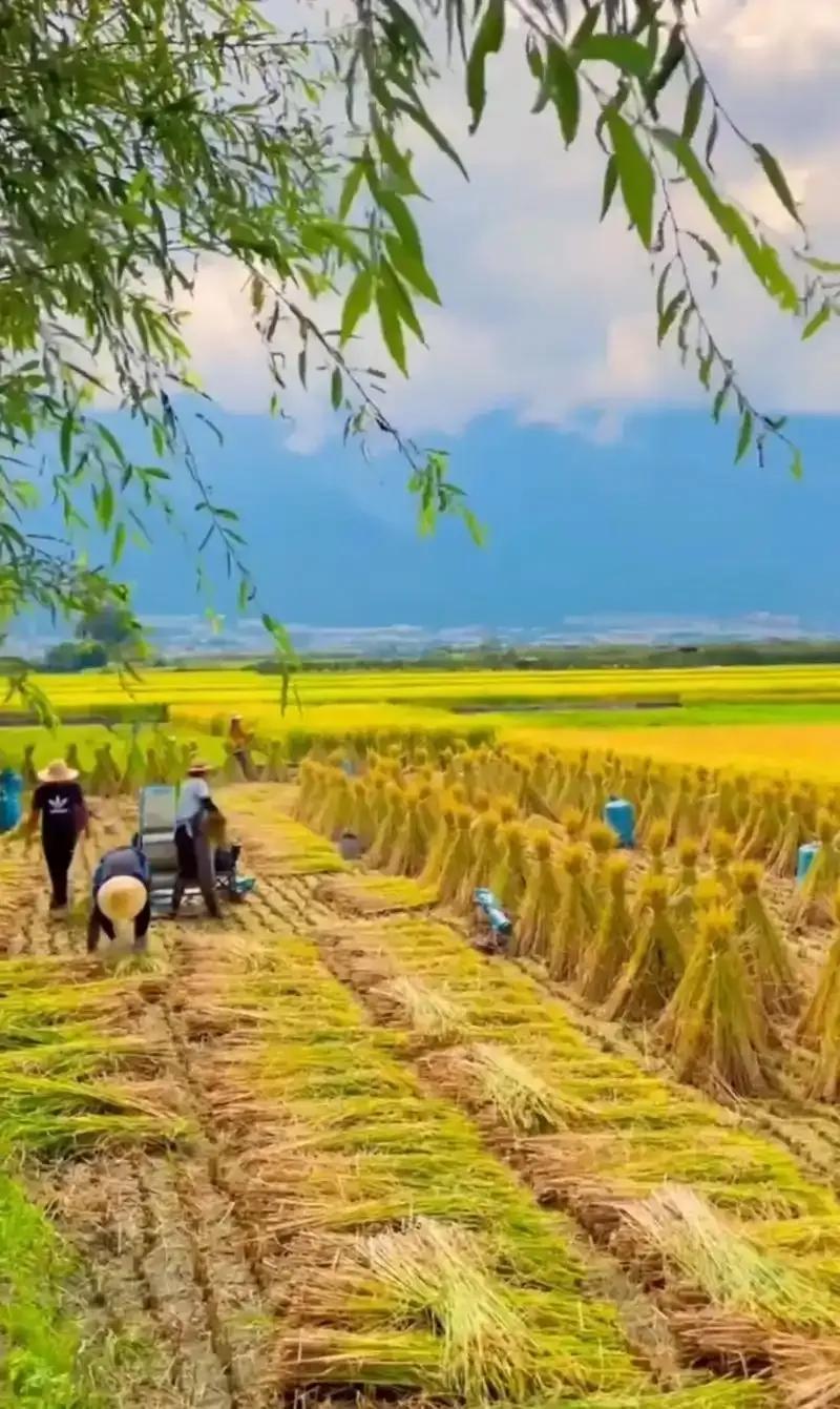 先是抢着种地，那后面会不会控制粮食价格？央企和资本为啥抢着种地？农民种地不挣钱甚