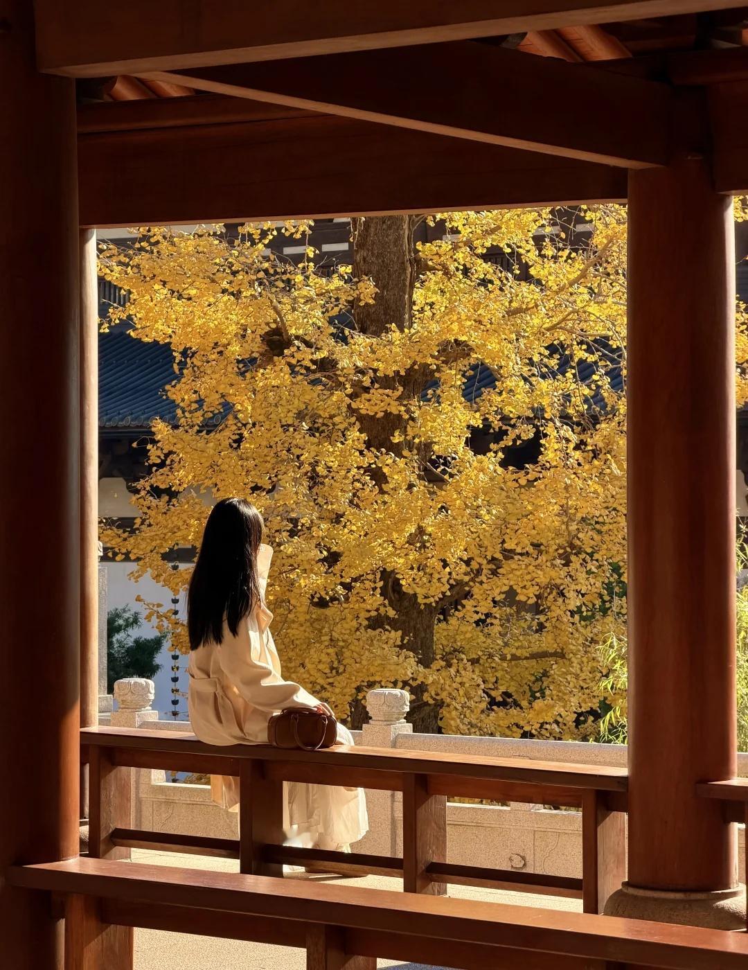 11.16实况！！径山寺银杏杀疯了……要看今年径山寺银杏的快冲了错过就要等一