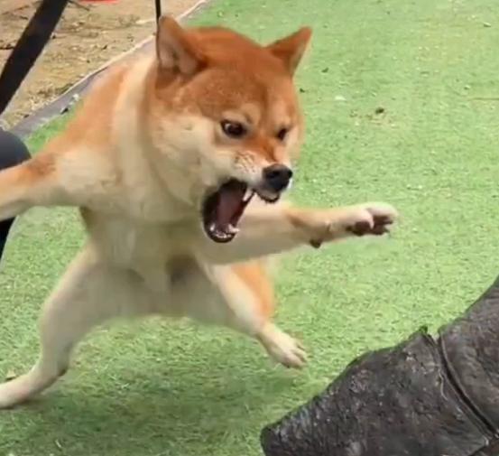 海南海口，女子遛狗时在小区凉亭躲雨，一没有拴绳的柴犬突然冲过来，将她的臀腿咬伤，