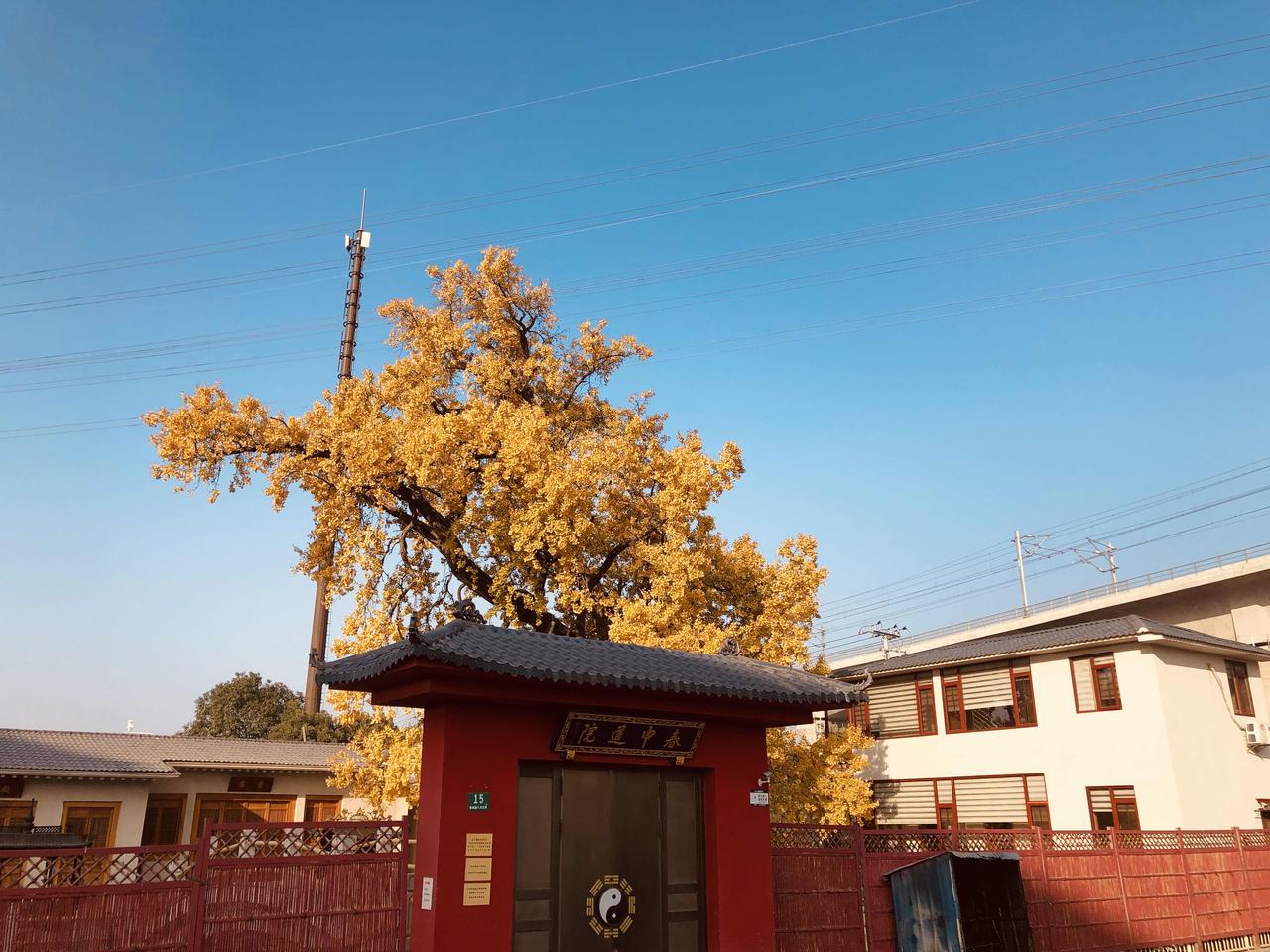 如果没有背后的电信信号塔，没有远处的高架，没那么多划破天空的电线，就这样一棵50