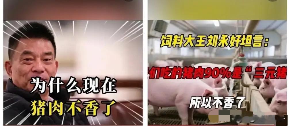为什么现在的猪肉不香了？饲料大王刘永好说：我们现在吃的猪肉很多都是三元猪，三元猪