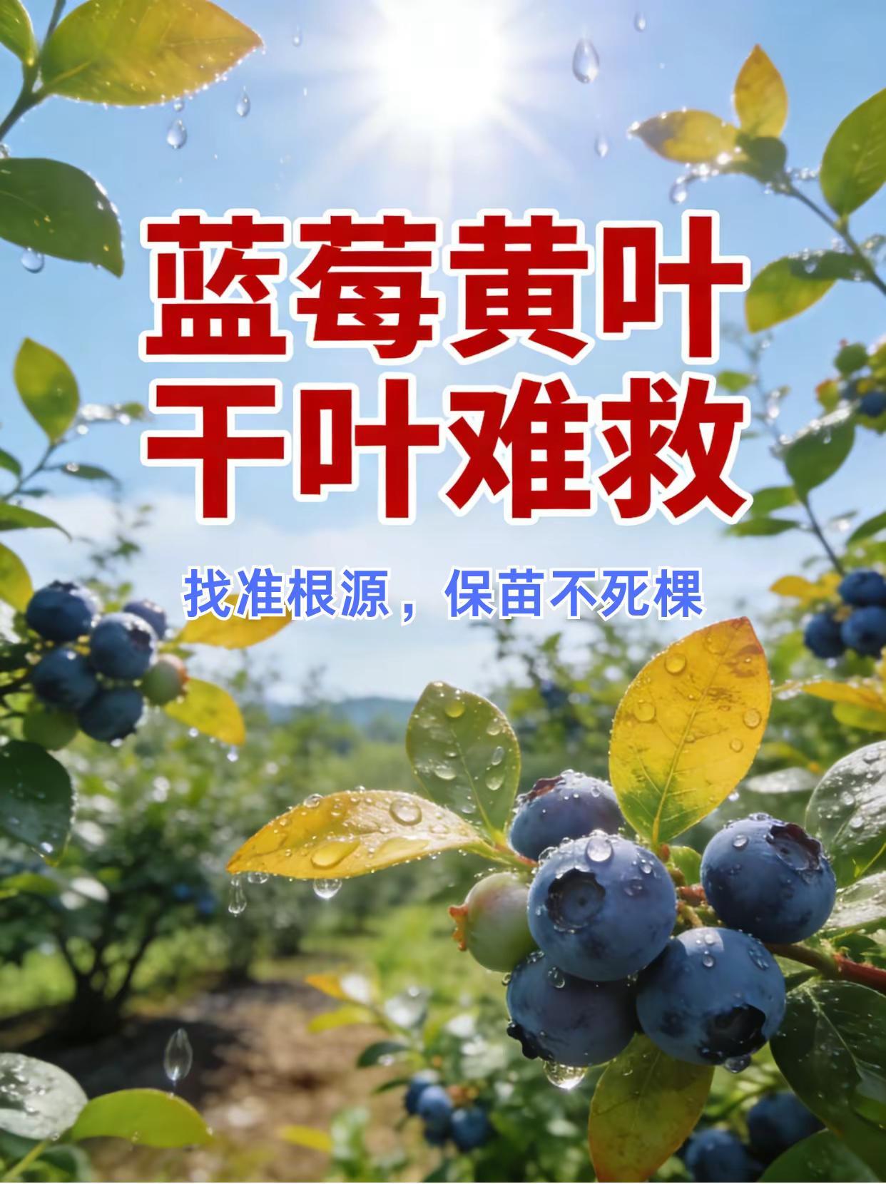 蓝莓黄叶干叶难救，找准根源保苗不死棵。蓝莓种植黄叶