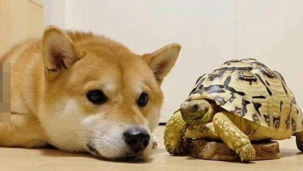 柴犬排名_柴犬头像(3)