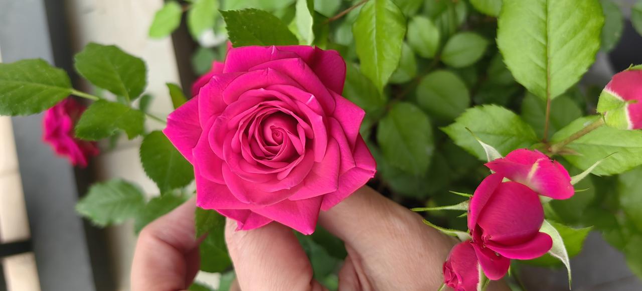 🌞哇哈哈哈哈，偶家阳台的花🌸开了，开得好好…“好花抱与先生共”[无奈吐舌]