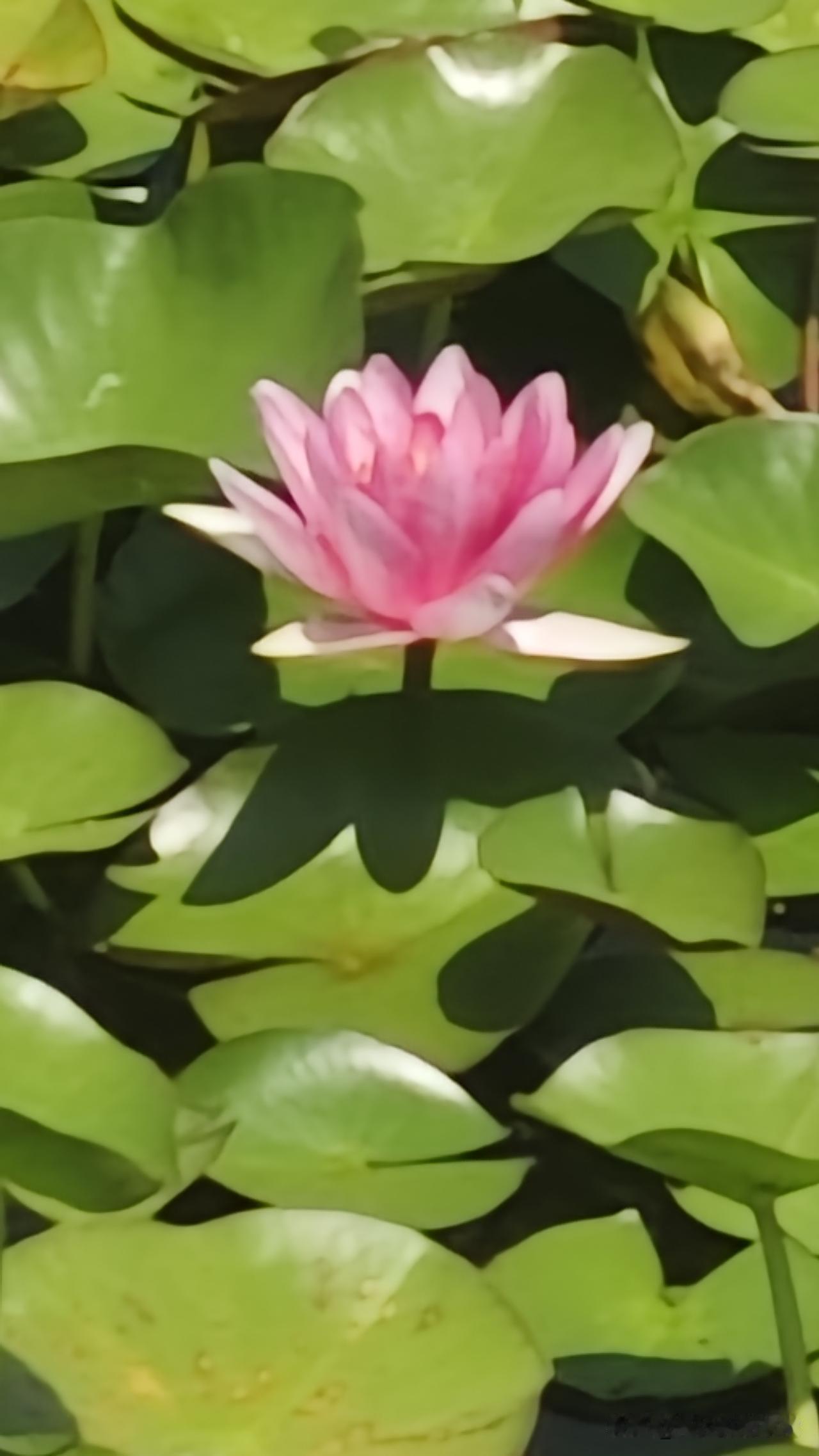 我第一次上户，是照顾一个90岁的老奶奶，老奶奶虽然年龄大，但完全能自理，耳不聋，
