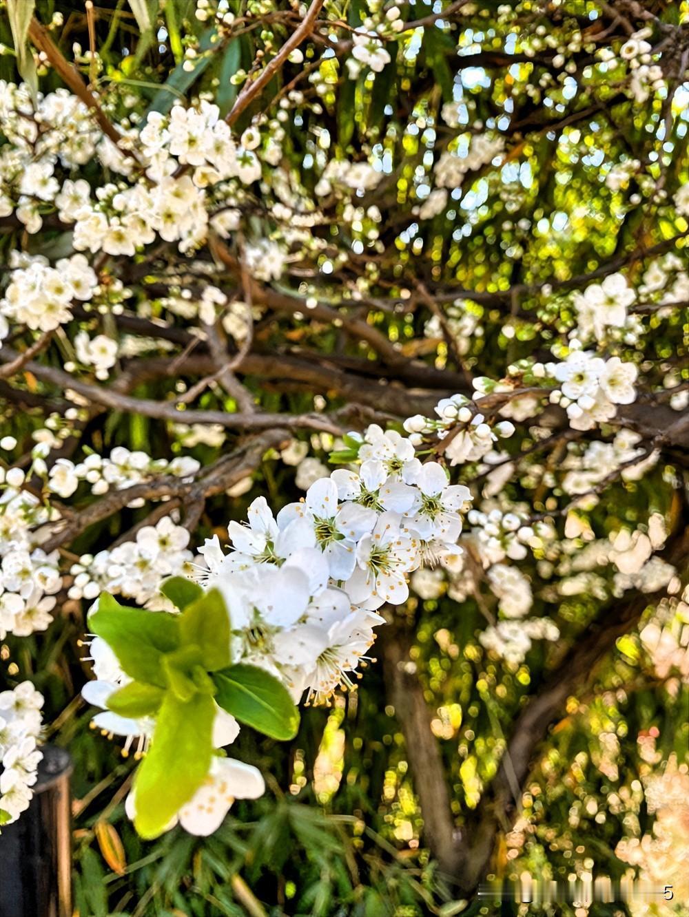 复查肺结节，先后两医生的态度与说法…退休那年在重庆某三甲医院CT64排平扫，