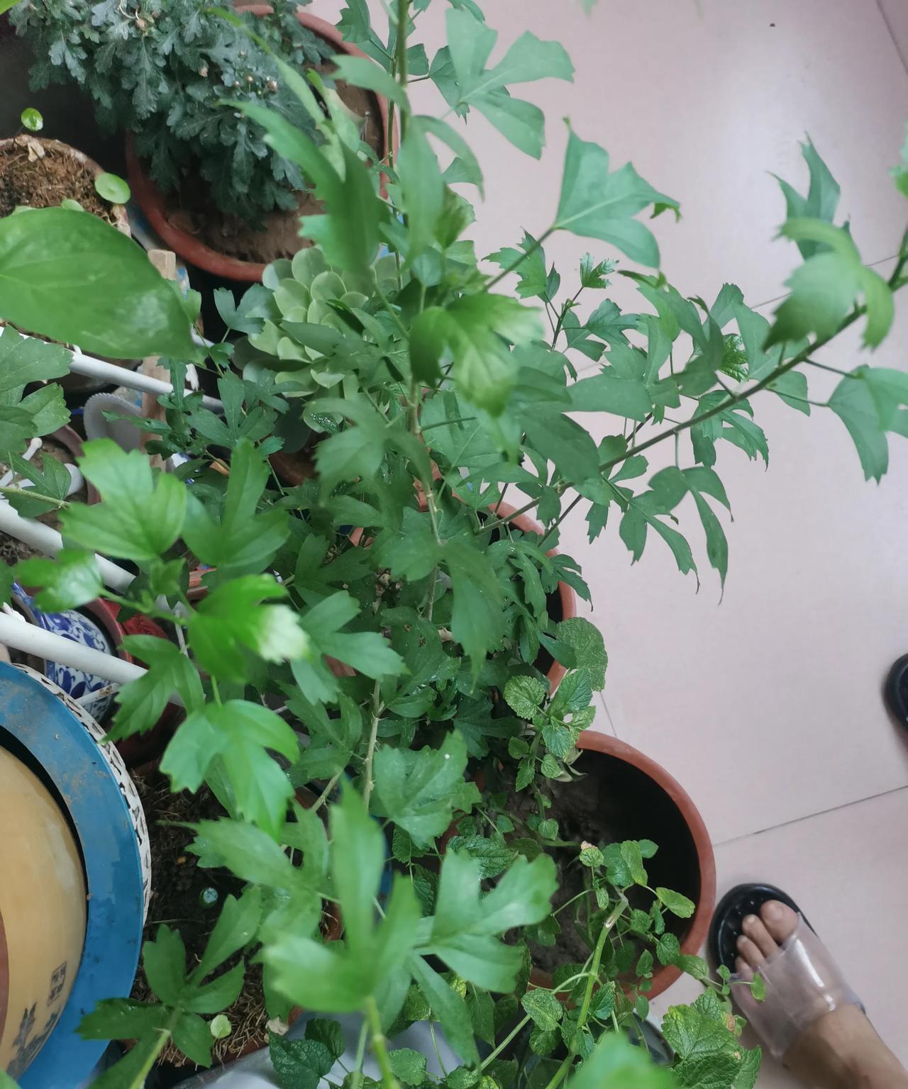 网上的花草苗木能不买就不要买，买十次很可能9次上当，因为一些开花结果的苗木等到它