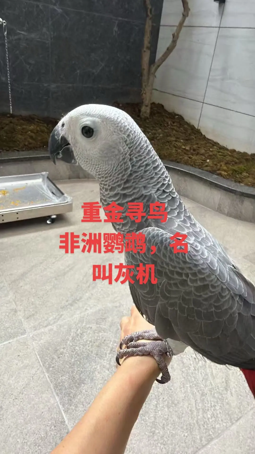 重金寻鸟，非洲鹦鹉名叫灰机，尾巴红色.全身灰羽毛：脚上带有脚环，如果看...