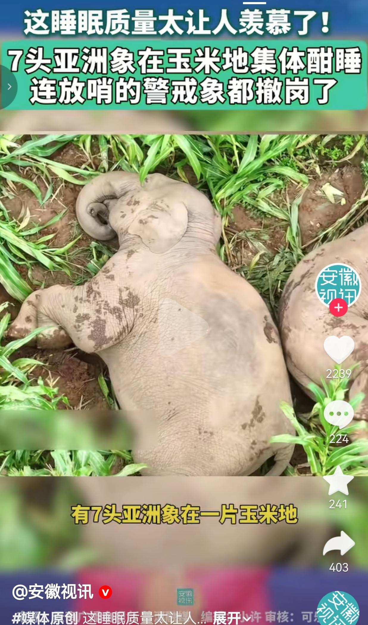 近日在云南普洱，航拍镜头捕捉到特别治愈的一幕。一片绿油油的玉米地里，7头亚洲象横