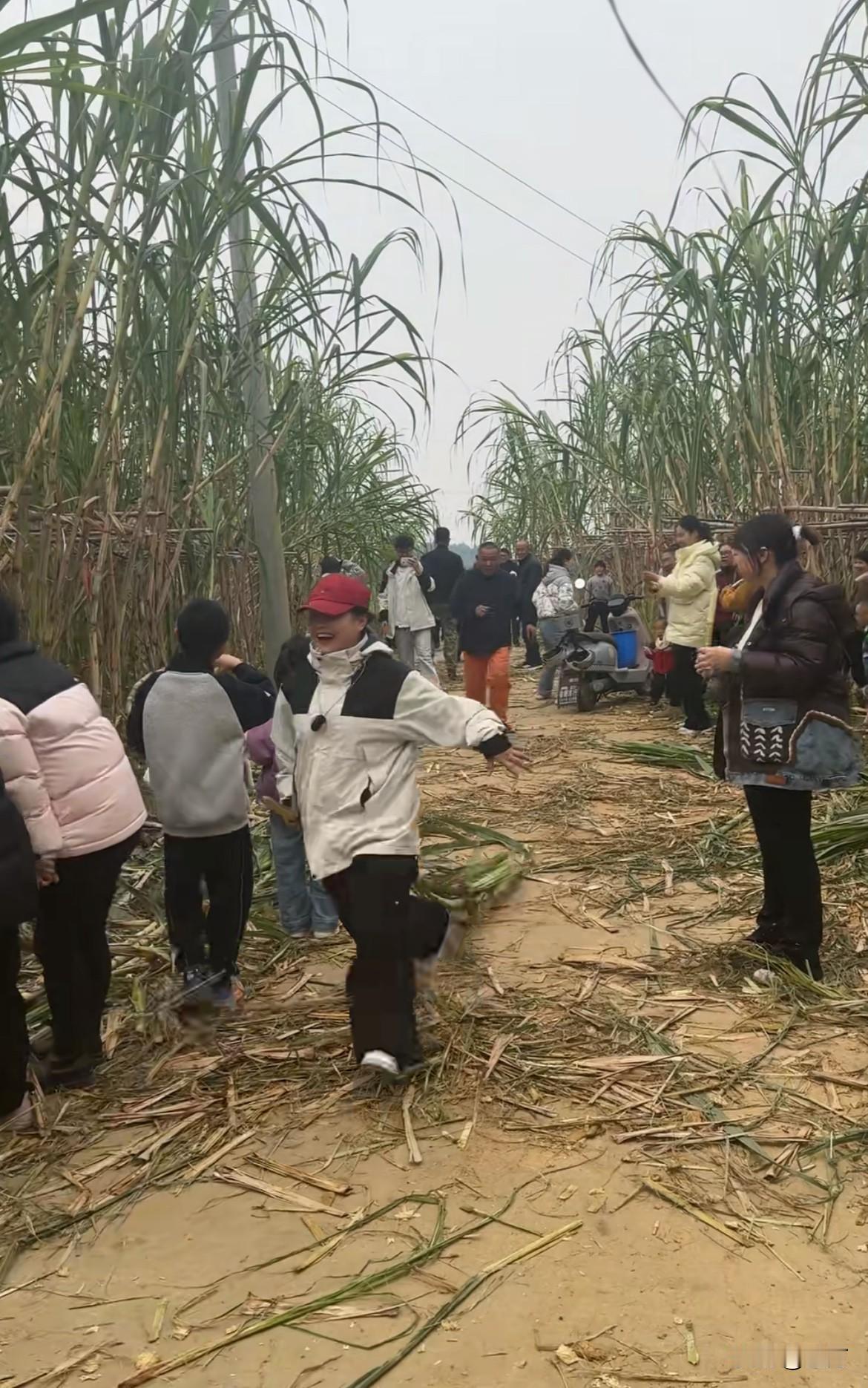 韩路:商家组织偷甘蔗，可以说是天才营销！今天可能很多人都在抖音上面看到了