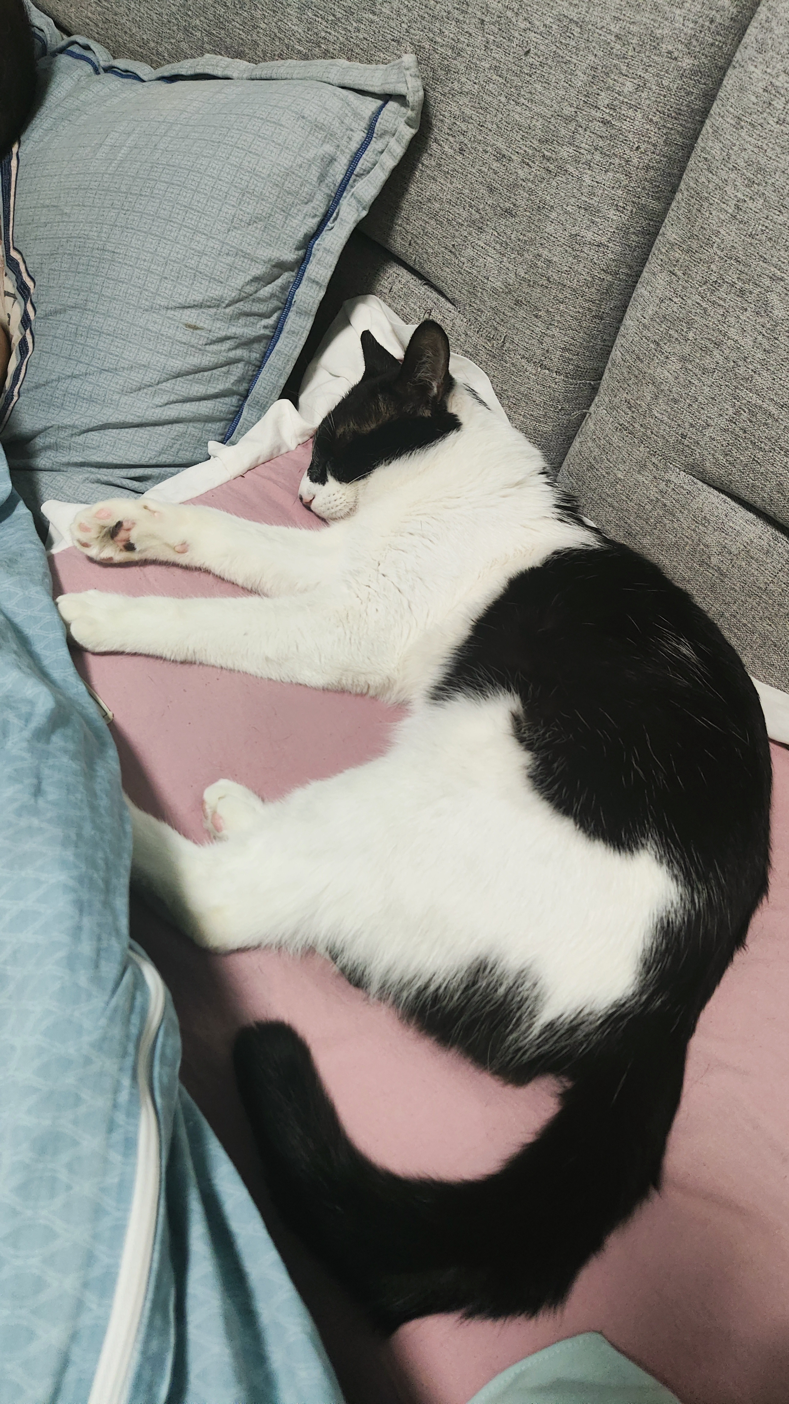 专家说小猫上床是不脏的脏不脏都不介意了，每天不是躺床上，就是想跑床上躺着的喵星人