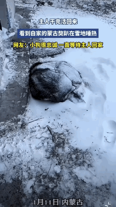 这一幕太戳心！内蒙古女子，忙活一天回家，竟看见自家蒙古獒，趴在门口雪地里睡着