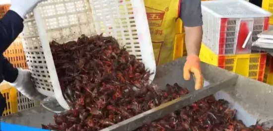 这年头，就连小龙虾都吃不起了！最近有媒体报道，由于今年气温偏高，小龙虾的繁殖速度