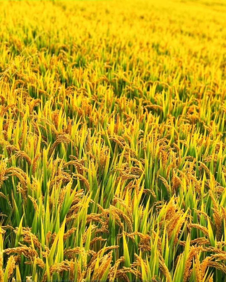 还记得那些年我们站在坡上喊：妈，煮干饭还是稀饭吗？对面答：屋头没得米了煮稀饭，加