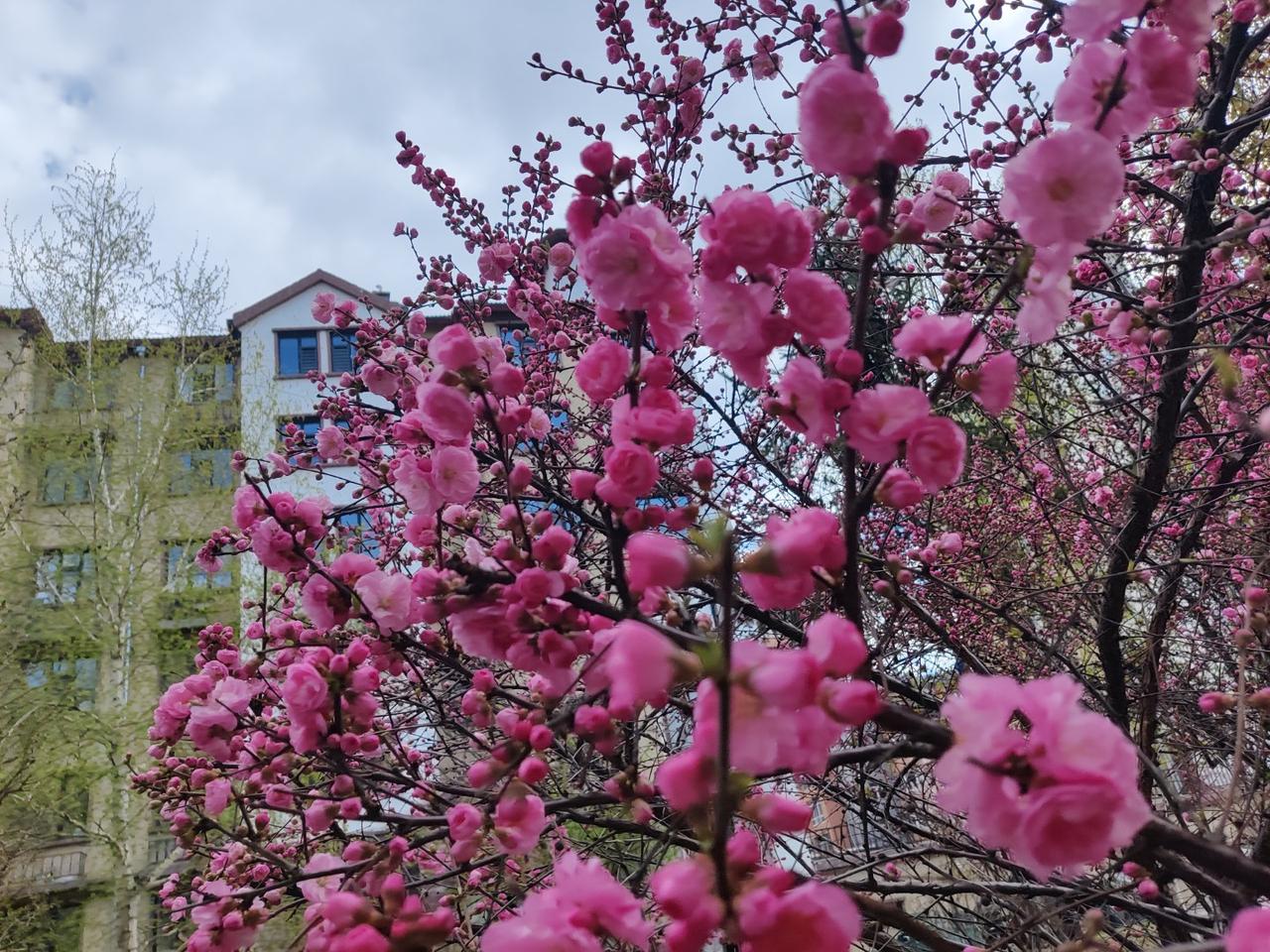 上海出台了关于房地产的7条新政，昨天在聊天中大家都认为房价要涨了。真会这样吗？也